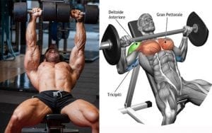 barbell vs dumbbell for muscle building