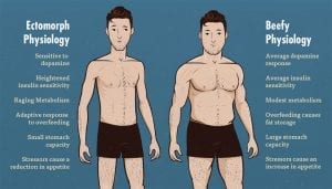 ectomorph vs mesomorph